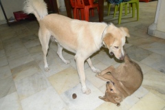 Dinah and Zeera, Chandigarh, 26 February 2013